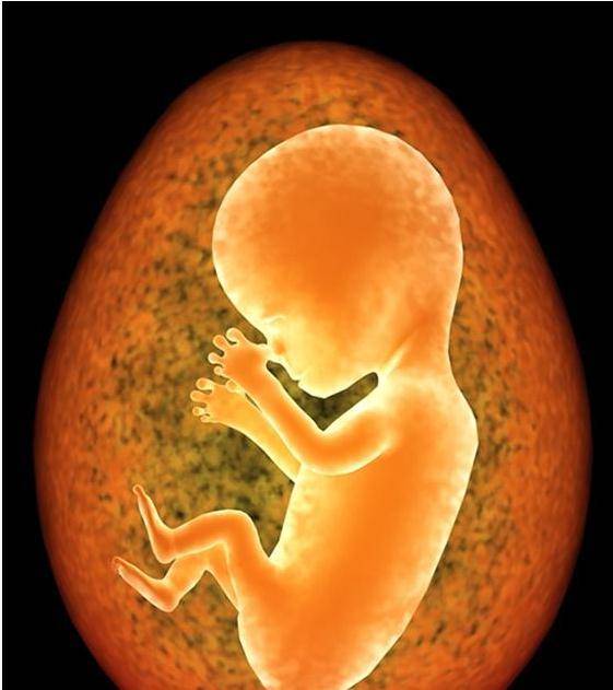 五个月引产的胎儿图片图片
