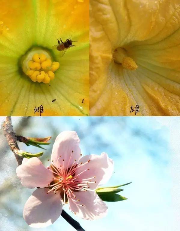 雌雄同花的植物图片