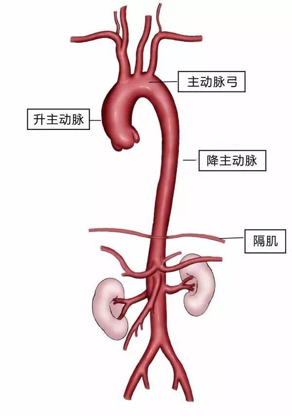 主动脉结构示意图