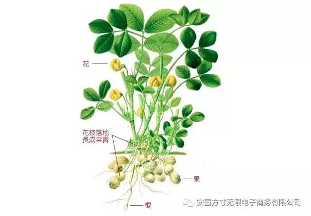 花生结果过程示意图图片