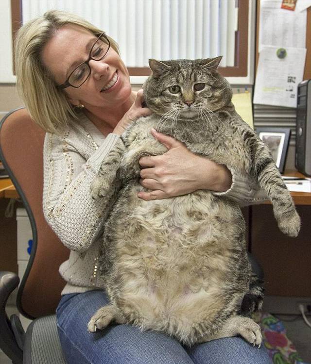 巨型猫品种大全大型图片