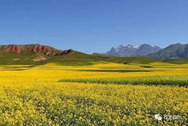 四川美得窒息的八大油菜花海,去过一个就算圆满了