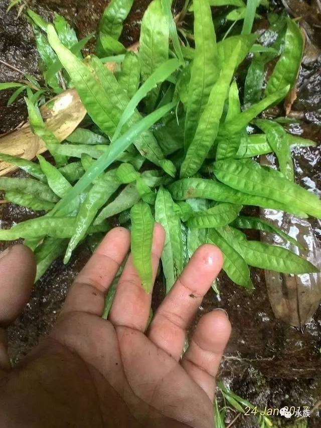 野采水草是怎样一种感觉?水草原生境