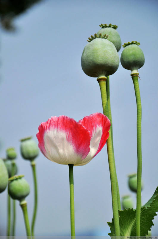 罂粟花的样子图片
