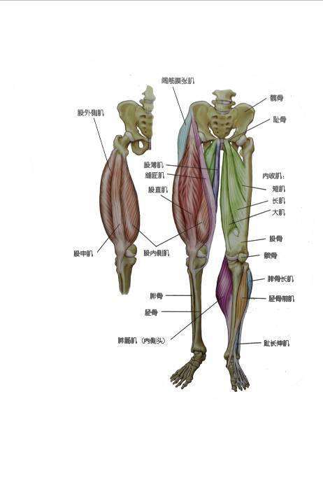 腿部肌肉示意图图片