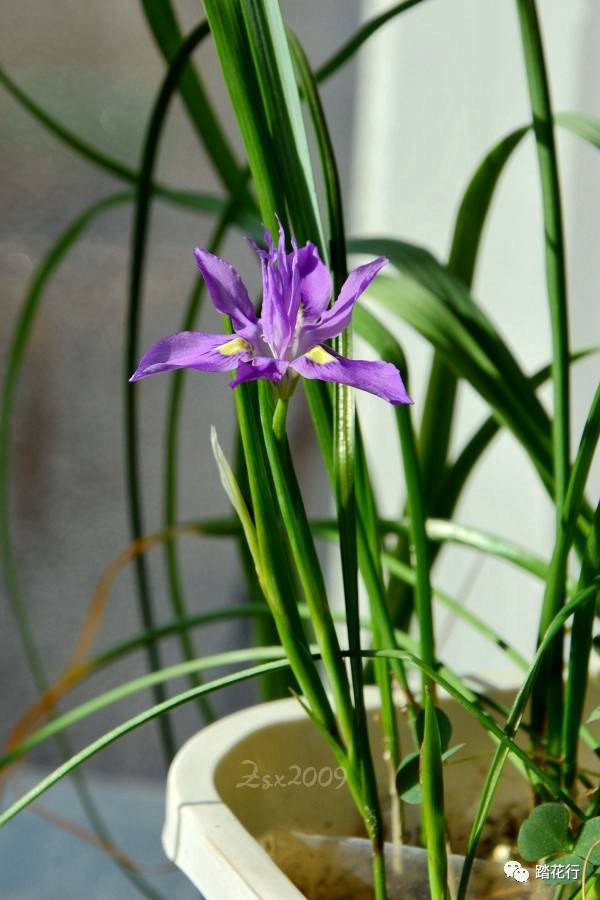 肖鸢尾~moraea macrocarpa