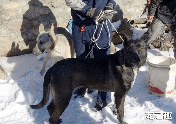 鄂伦春猎犬基地图片