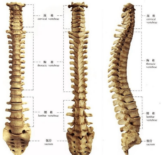 脊柱为人体的中轴骨骼,是身体的支柱,有负重,减震,保护和运动等功能