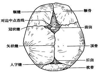 人字缝位于什么骨之间图片