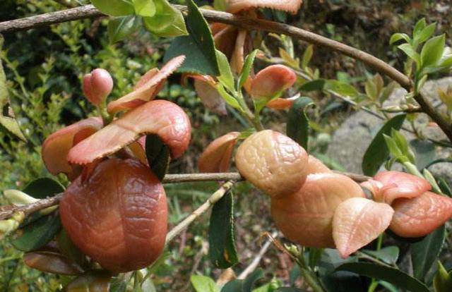 農村茶油樹上的兩種果子怎麼來的?能預測果產油量