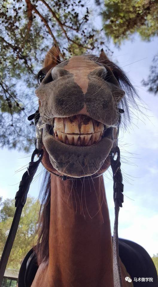 马的门齿图片