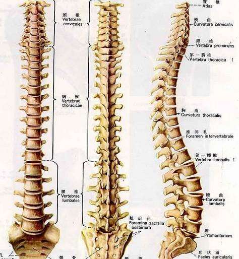 腰椎L1L2L3L4L5的位置图片