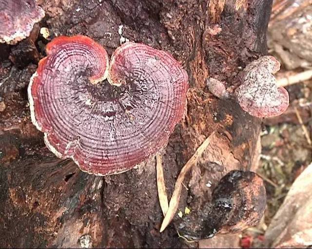 可以看见有一节砍剩的树根,底部的地方就生长着六七朵大小不一灵芝