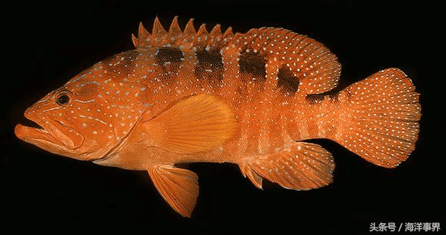 石斑鱼图片种类常见图片