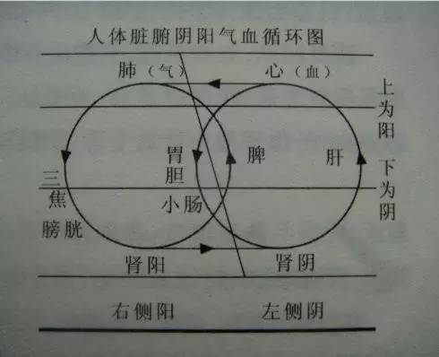 心,肺居于上焦故为阳,肝,脾,肾居于中焦故为阴 人体阴阳脏腑能量循环