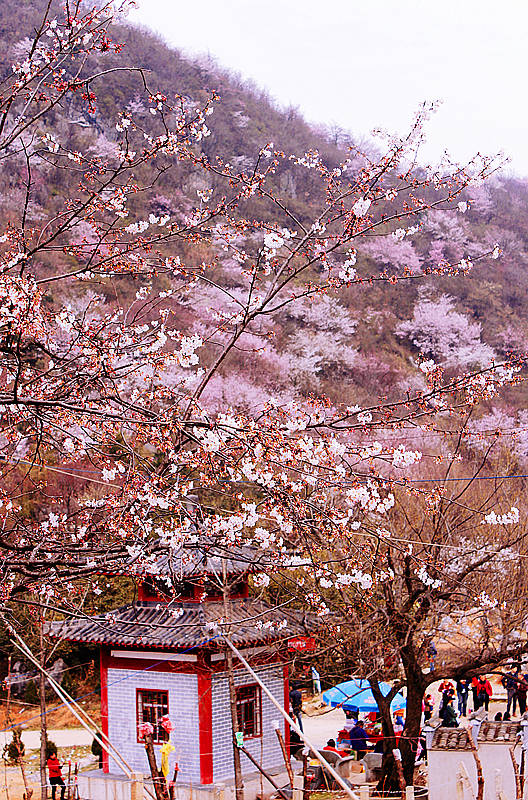 葛仙山樱花图片图片