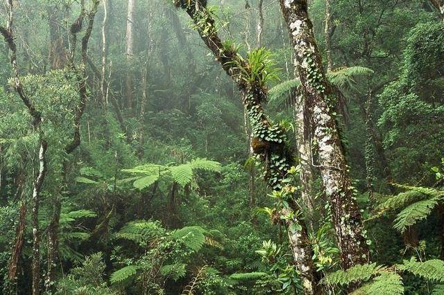 热带雨林的风景描写图片