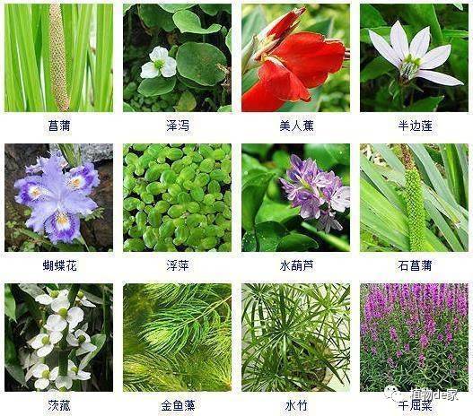 百科植物图片及名称图片
