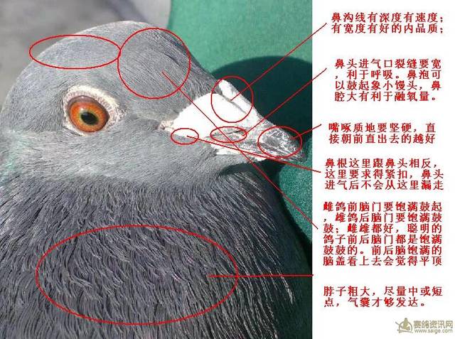 鸽子公母鼻子分辨图片图片