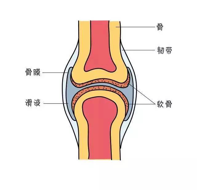 软骨在磨损 健康的关节