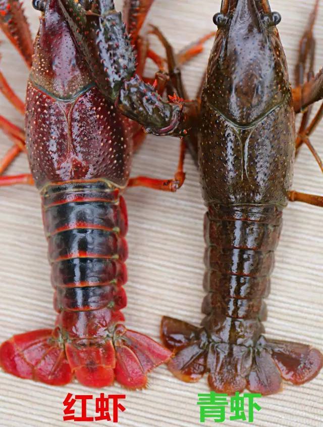 中国小龙虾品种图片