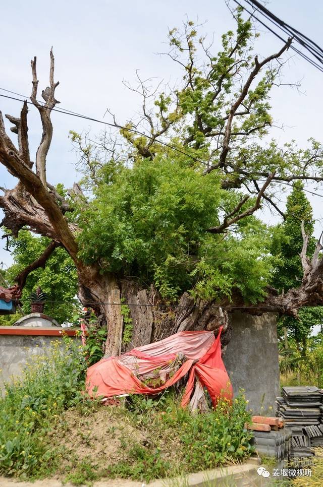 生长位置:大伦镇土山村土山(东南 树种:银杏 估测树龄:1000年 树高