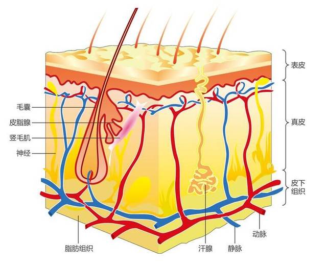 【原创连载】人体天生的防过敏功能—皮肤屏障