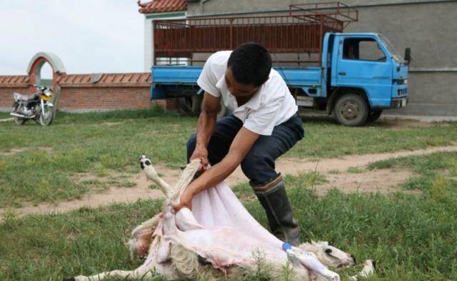 蒙古掏心式杀羊教程图片