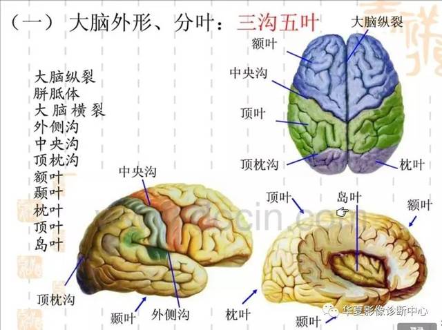 脑叶位置示意图图片