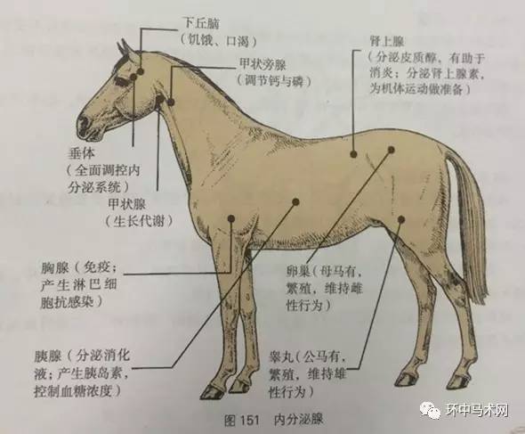 马的卵巢位置图图片