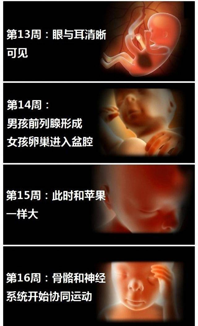 四个月胎儿图吗?怀孕四个月肚子有多大吗