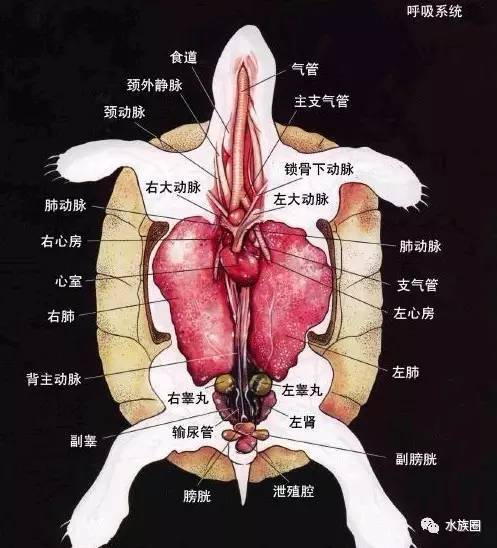 乌龟解剖结构图示意图图片