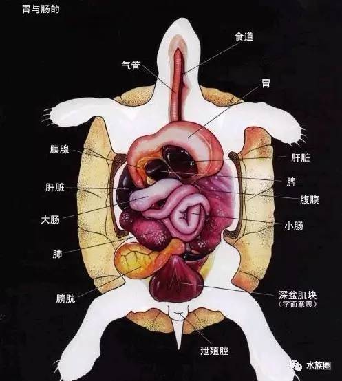 3张图了解龟的内部构造