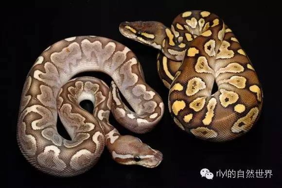 【蟒蚺迷】bamboo ballpython!