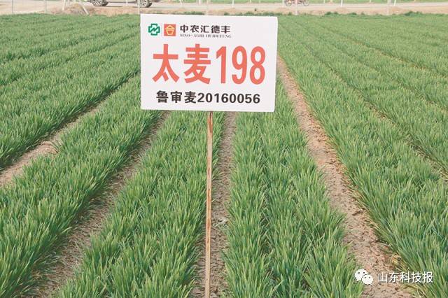 淮麦22小麦品种简介图片