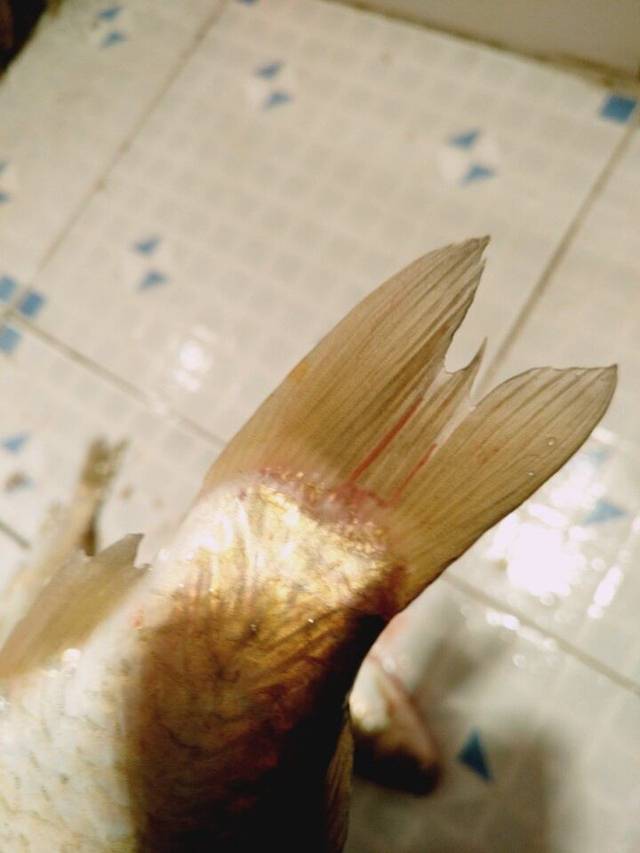 釣魚回才發現,魚尾巴上有寄生蟲,一條紅線會動!