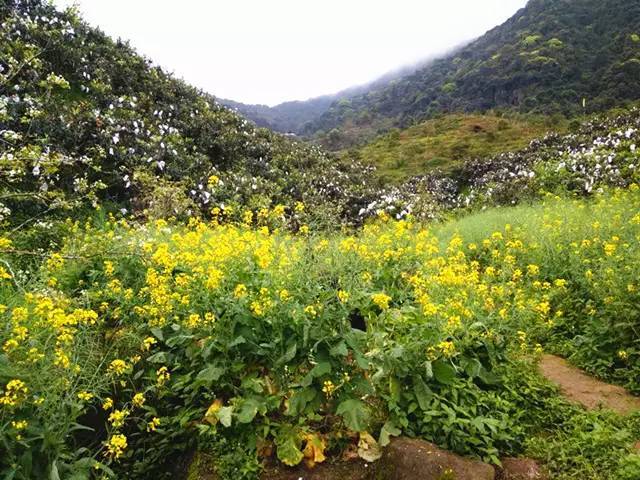 9搶購從化香蜜山生態果莊門票!還有一份免費原生態枇杷嚐鮮!