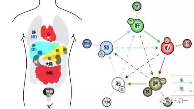 肝脾肾三经循行线路图图片