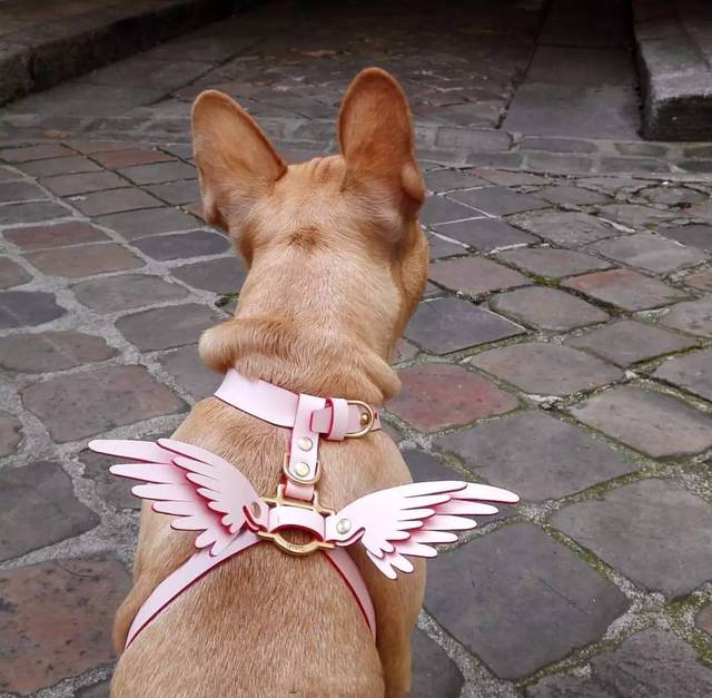 送上一只设计师家的狗,长翅膀的狗一看就是niels peeraer牌!
