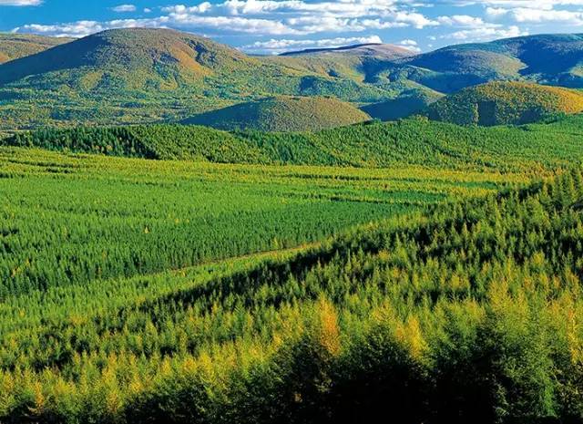 大兴安岭属于黑龙江,也属于内蒙古,落叶松,白桦林……让大兴安岭森林