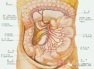 腹部淋巴结分区图解图片