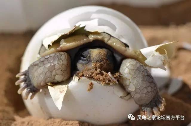 巴西龟产卵图片图片