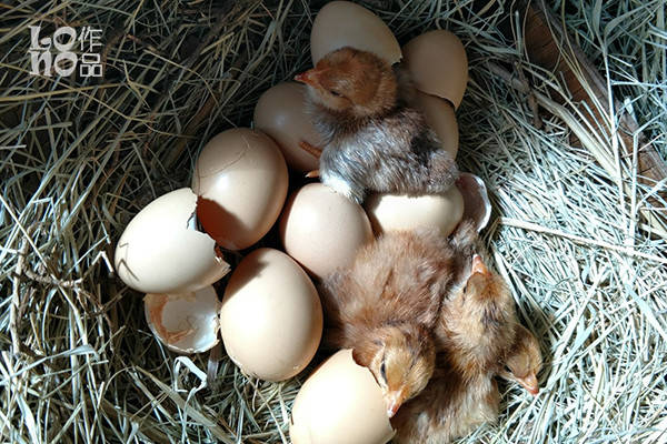 十只小鸡全都顺利孵化出,母鸡坐回窝里