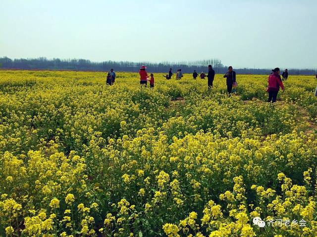 油菜花开了,齐河最美油菜花海在这里:黄河水乡湿地公园!