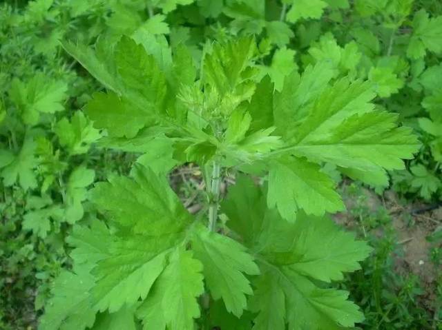 陽江春天裡的美味野菜,你吃過幾種?