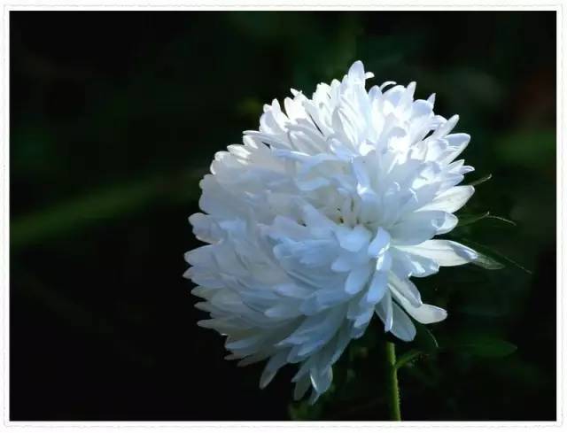 白菊花代表什么意思图片