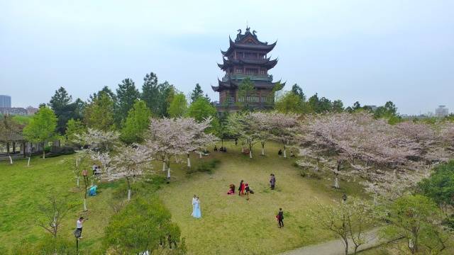 於是,新世紀公園,植物園,鳳凰湖…… 人們換上與花爭豔的春衣, 滿心