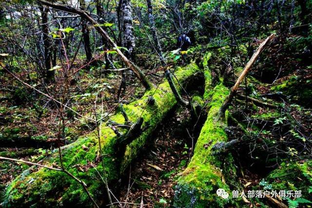 广东原始森林无人区图片