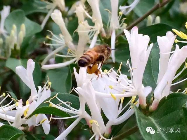 小蜜蜂取水记