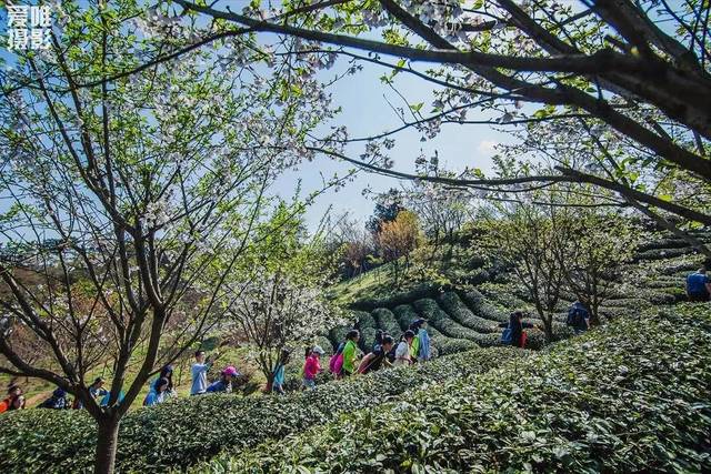 大岚樱花图片